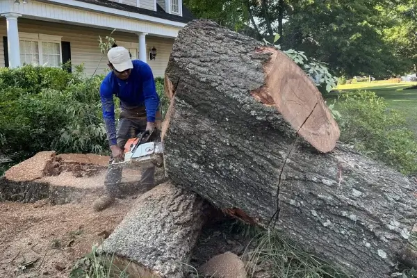 Residential Tree Removal